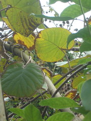 Actinidia chinensis