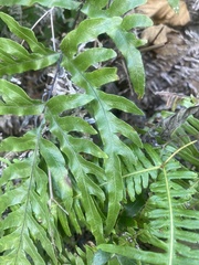Pteris semipinnata