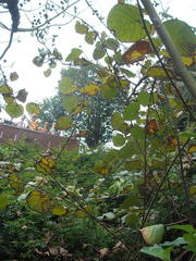 Actinidia chinensis