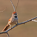 Pale-breasted Spinetail - Photo (c) Dario Sanches, some rights reserved (CC BY-SA)