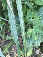 Poaceae