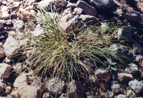 broadvein sedge (Carex lativena)