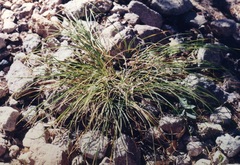 Carex lativena