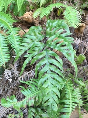 Pteris semipinnata