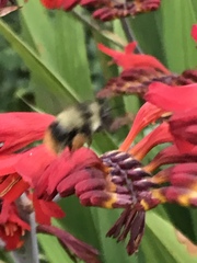 Bombus