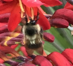 Bombus