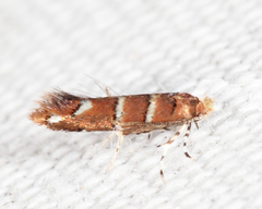 Cameraria corylisella