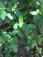 Melastoma candidum