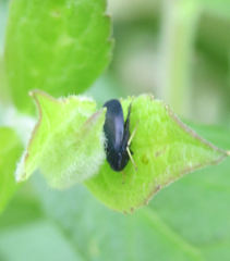 Limotettix anthracinus