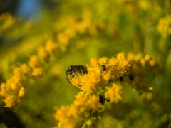 Perdita octomaculata
