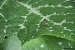 Lerodea eufala eufala