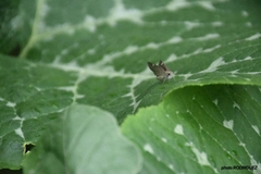 Lerodea eufala eufala