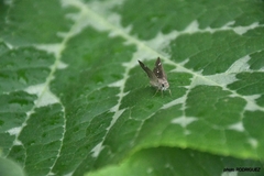 Lerodea eufala eufala
