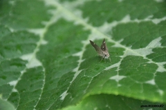 Lerodea eufala eufala