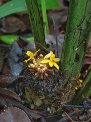Molineria capitulata