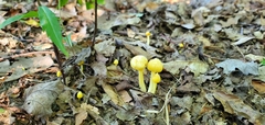 Entoloma murrayi