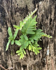 Pleopeltis michauxiana