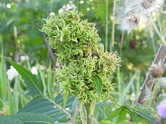 Eriophyes rhoinus