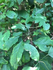 Heptapleurum heptaphyllum