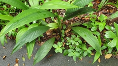 Molineria capitulata