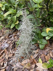 Tillandsia usneoides