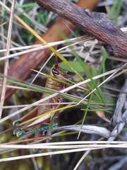 Agesander ruficornis