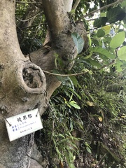 Ficus septica