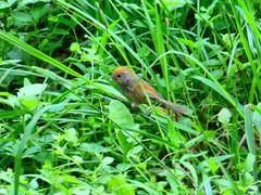 Sinosuthora alphonsiana