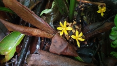 Molineria capitulata