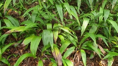 Molineria capitulata