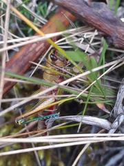 Agesander ruficornis