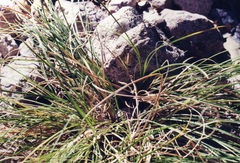 Carex lativena