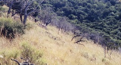 Carex lativena