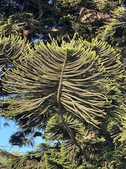Araucaria