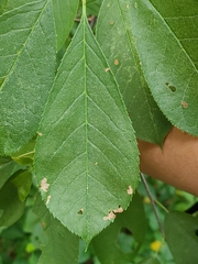 Prunus virginiana virginiana