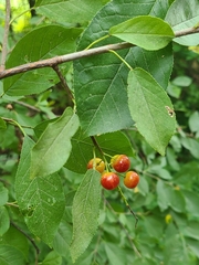 Prunus virginiana virginiana