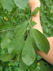 Prunus virginiana virginiana
