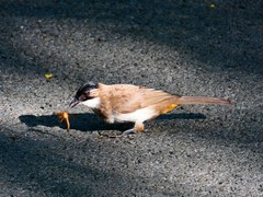 Pycnonotus xanthorrhous