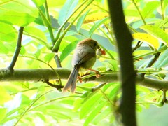 Sinosuthora alphonsiana