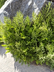 Cryptogramma cascadensis