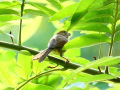 Sinosuthora alphonsiana