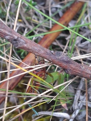 Agesander ruficornis