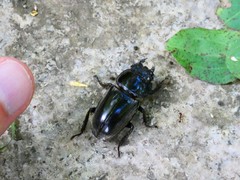 Serrognathus titanus