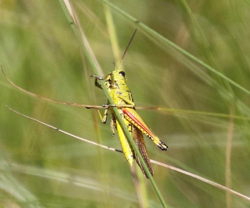 Striped Sedge Grasshopper photo 2