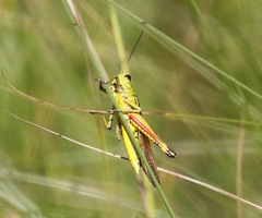 Stethophyma lineatum