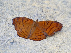 Pseudergolis wedah