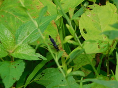 Cratichneumon unifasciatorius