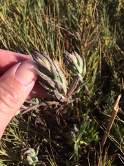 Chloropyron maritimum palustre