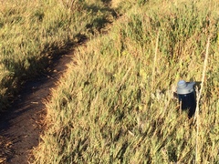Chloropyron maritimum palustre