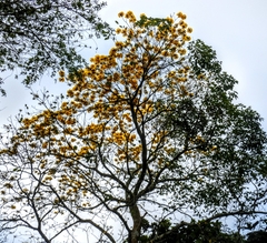 Handroanthus chrysanthus